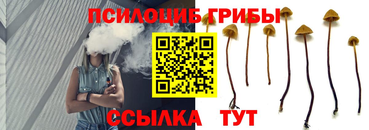 Псилоцибиновые грибы мицелий Зеленогорск